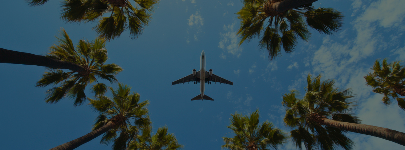 An airplane soars above palm trees against a clear blue sky
